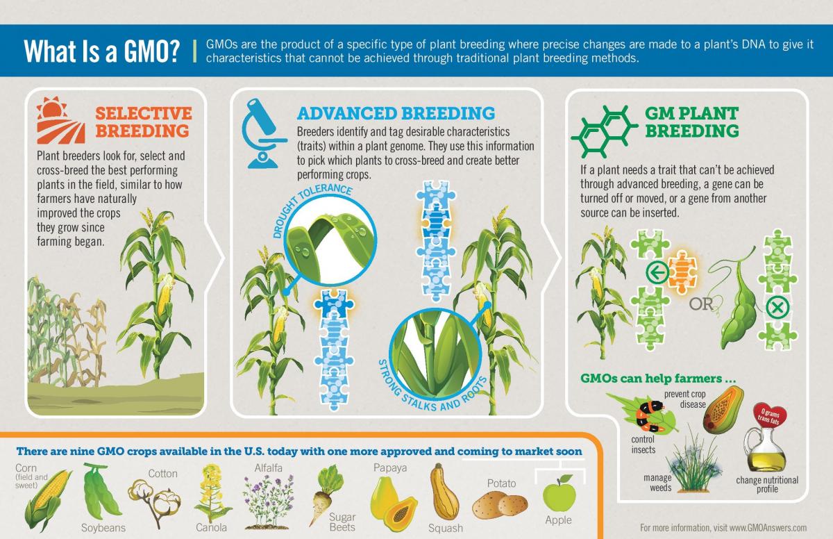 What Is A Gmo  Infographic Page 001 